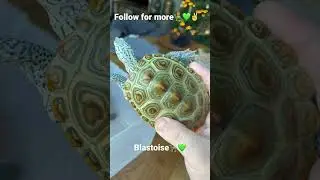 Male concentric diamondback terrapin (malaclemys terrapin centrata)🐢💚