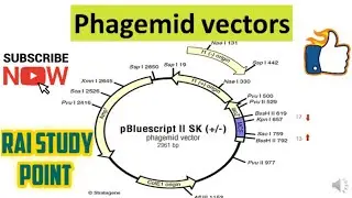 PHAGEMID VECTOR