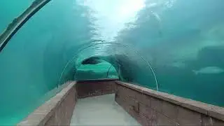 Predator lagoon at Atlantis resort Bahamas 🇧🇸