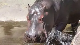 Zoo de Pont-Scorff ( Brittany Tourist Attractions) visiting a French Zoo