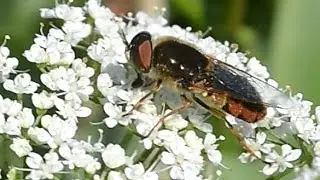 Odontomyia ornata, op zevenblad