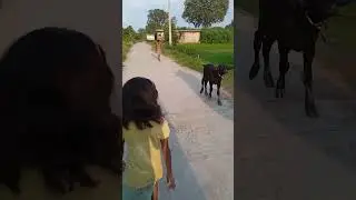 Til ke podhe dekhe jise til ke laddu bante h