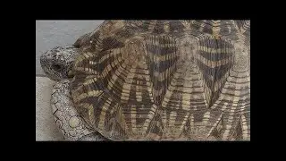 Tortoise #video #viralvideo #youtubeshorts #comedy #entertainment