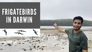 Frigatebirds in Darwin after storm!
