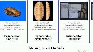 Molusco, ordem Chitonida ischnochiton australis mollusca elongatus granulata Acanthopleura comptus