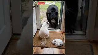 Heart-Stopping! Cat Mom's 'Hero' Moment! Fighting for Life! 💪