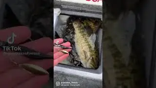 Underspin fishing lure catches Slaunch Bass! #shorts