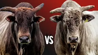 Touro tempo fechado vs touro artista