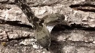 Bizarre Two-Headed Rattlesnake