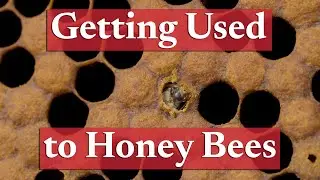 Getting Comfortable Around Honey Bees | Beekeeping Academy | Ep. 30