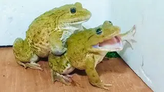 Bullfrog sounds-noise funny bullfrog