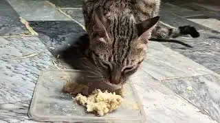How we care for a pregnant street cat home with homemade cat food daily routine | food, litter box