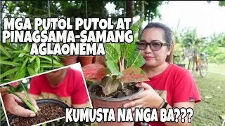 MGA PINAGSAMA-SAMA AT PINUTOL PUTOL NA ANG AGLAONEMA KUMUSTA NA NGA BA|AGLAONEMA UPDATES