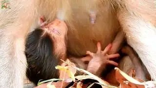 Poor mom Duchess give milk full her newborn |Congratulation mom Duchess stop reject milk to her baby
