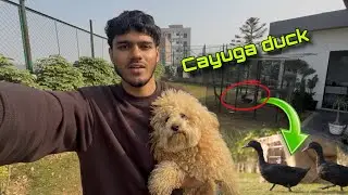 Apne farm pr Cayuga duck aagyi 😍🪿
