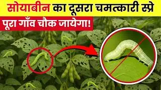 सोयाबीन का दूसरा स्प्रे, 1 बार डालो = 12 क्विंटल पैदावार | इल्ली+तना मक्खी 100% खत्म!| soybean kheti