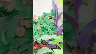 Singoniam plant ki dher sari cuttings laga li|| Life with plants ☘️