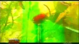 Gelupa