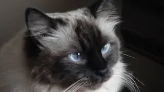 Join The Adventures WITH Charlie and Rochelle -My Ultimate Ragdolls!