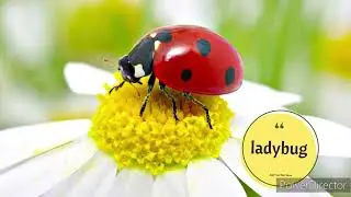 Insect For Kids Learning-Insect Names for Children #insects #bugs