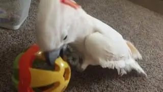 Misha bird playing with a toy ball