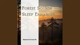 Woodland Birds Loop