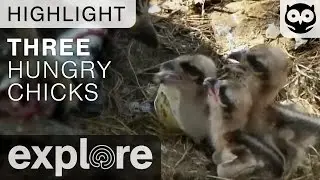 Three Hungry Osprey Chicks - Live Cam Highlight