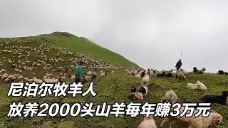 尼泊尔牧羊人：在高山上放养2000头羊，每年能赚三万元，纪录片