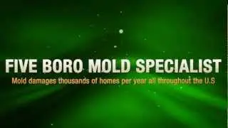 Manhattan Mold Removal Services