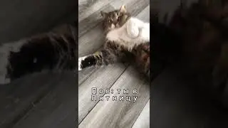 Даже кошка кайфует в пятницу 😴