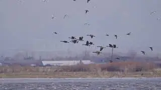 Stock Video - Geese flying over Utah Lake with other birds in slow motion