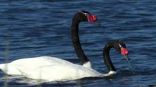 Cisne de cuello negro (Cygnus melancoryphus)