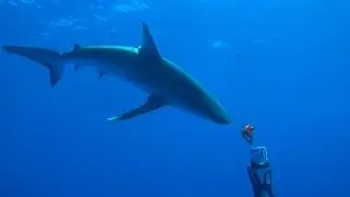 Galapagos Sharks