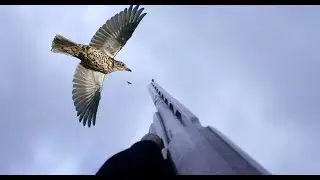 &Ouml;TER ARDI&Ccedil;, UZAK ATIŞLAR, (CIKLA, CUBBAL), song-thrush hunt