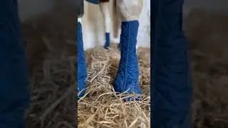 The Alternative to Stable Bandages  - Equilibrium Stable Chaps