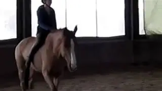 Training a horse to be ridden without a saddle or bridle
