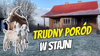 Trudny poród w Wigilijną noc w starym siedlisku.