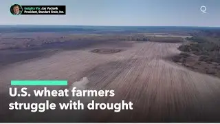 U.S. Wheat Farmers Struggle With Drought