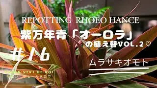 【紫万年青 オーロラ】を植え替えましたvol.2 ♡No.016