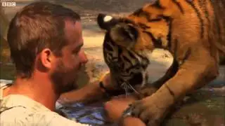 Rescued Tiger Cubs Swimming For The First Time