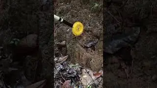Watch full video ☝🏻#treasurehunt #treasurehunting #metaldetecting #metaldetector #ancient #antique