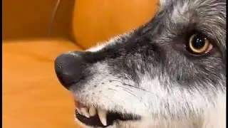 Food aggressive wolf dog training