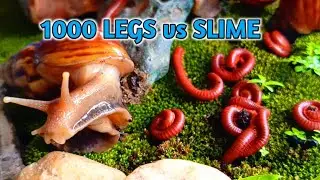 A Tiny Journey: Slow Walking with Millipedes & Snails #TinyJourney #SlowLiving #OddlySatisfying