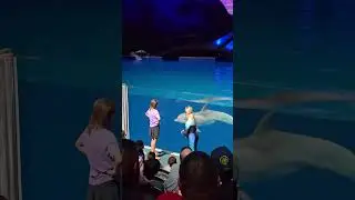 4K | Amazing Dolphin Presentation (G) Georgia Aquarium