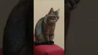 pelusa  #cat #kitten #croquete #croqueta #kitten #viral #viralvideos