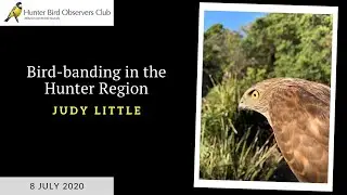 Bird-banding in the Hunter Region - Judy Little