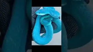 Amazing Blue Snake -Cute Baby Animals #shorts