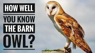 Barn Owl || Description, Characteristics and Facts!