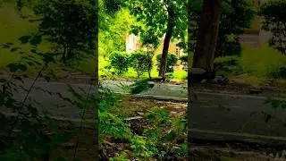Peacock 🦚 #instrumental #song #bgm #morlife #flute #viralshort #nature #mor #peacock #birdslover