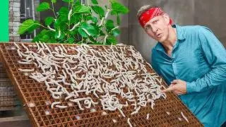 How this Worm is Making Millionaires in Vietnam!!